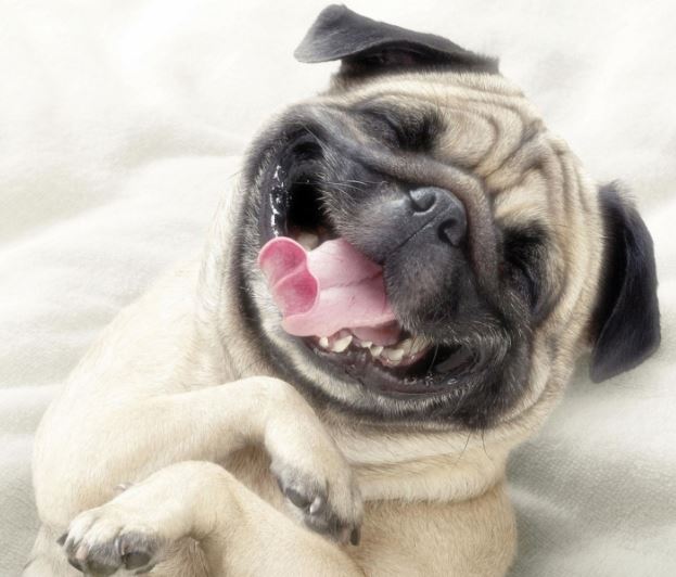 URGENT! Beautiful house with pretty dog and cat for 1 week!